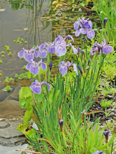 Iris setosa Nana - Zwerg-Iris